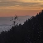 Abendstimmung im Nordschwarzwald