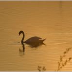 Abendstimmung im NSG