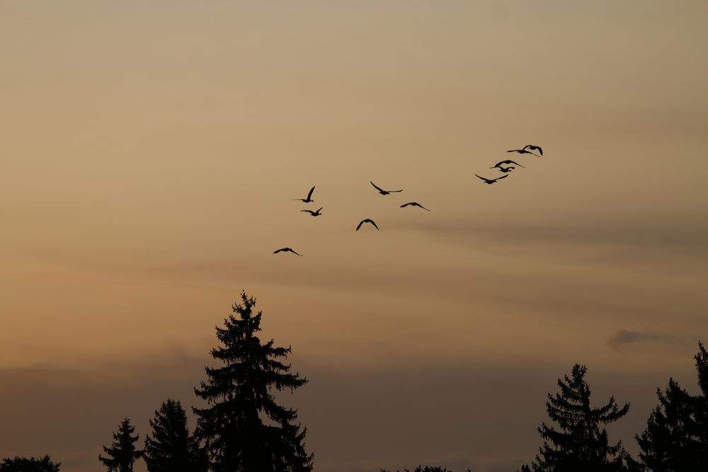 Abendstimmung im Nympenburger Schlosspark