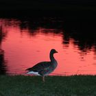 Abendstimmung im Nymphenburger Schlosspark