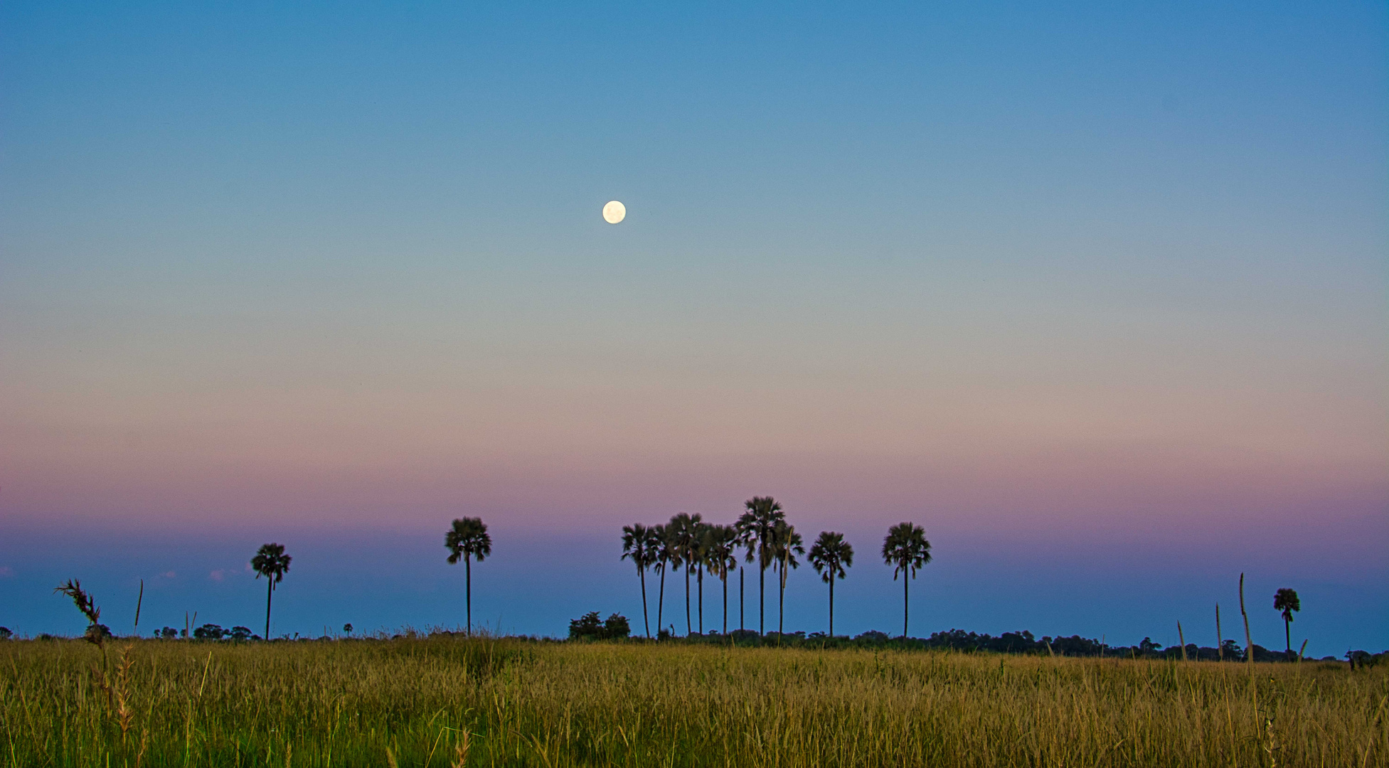 Abendstimmung im Okavangodelta