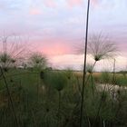 Abendstimmung im Okavangodelta