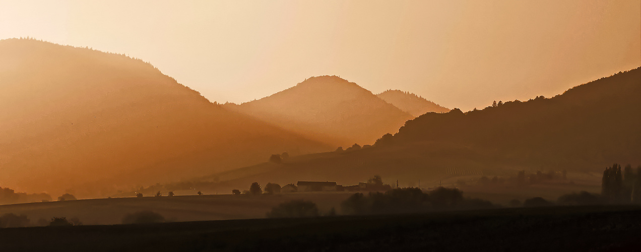 Abendstimmung im Pfälzerwald