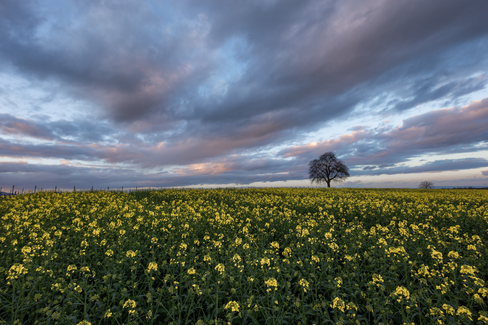 Abendstimmung im Rapsfeld