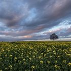 Abendstimmung im Rapsfeld