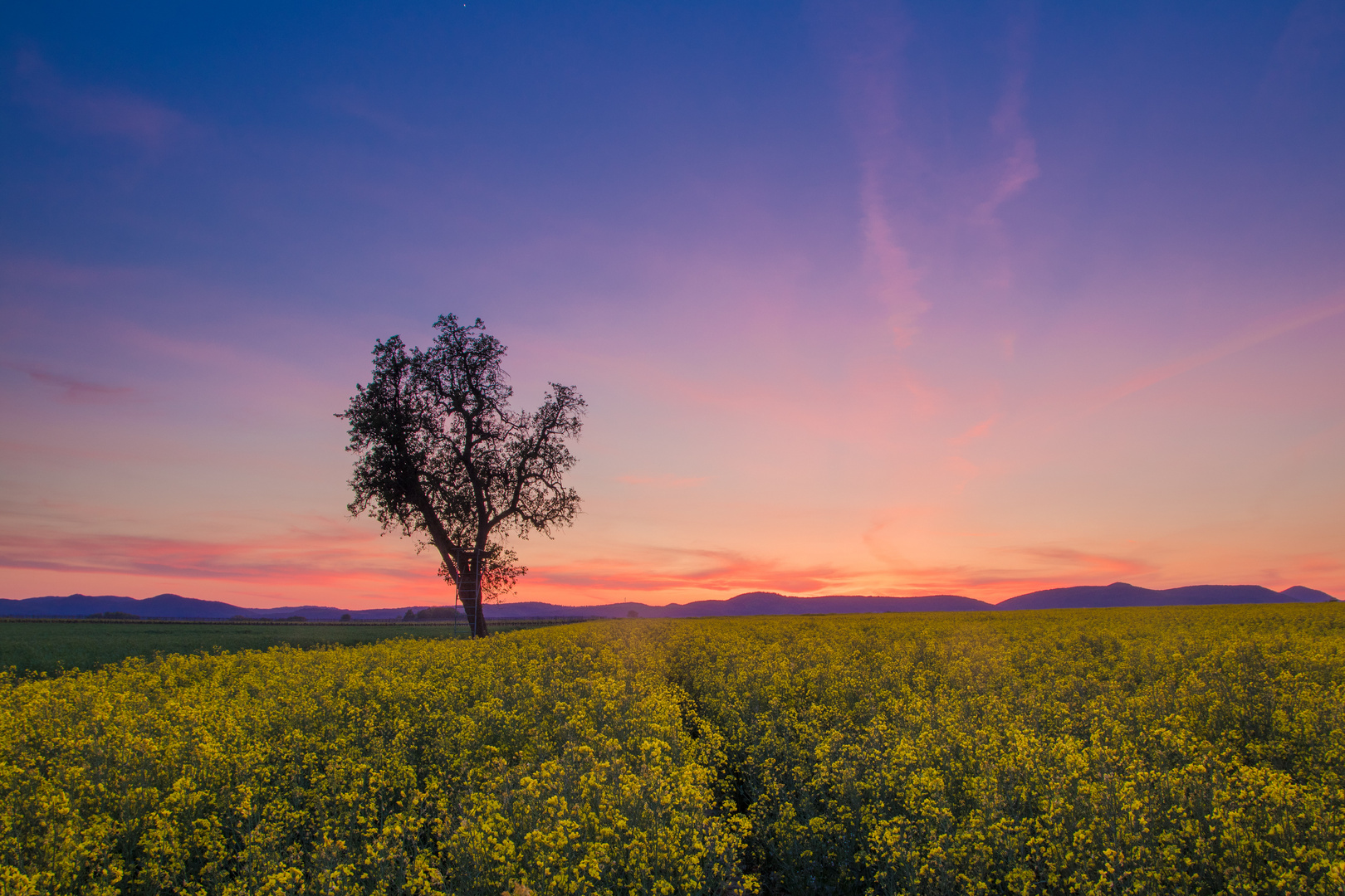 Abendstimmung im Rapsfeld