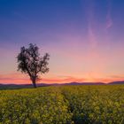 Abendstimmung im Rapsfeld