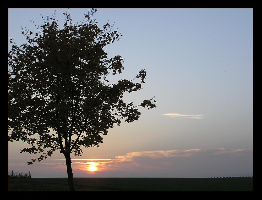 Abendstimmung im Rheingau