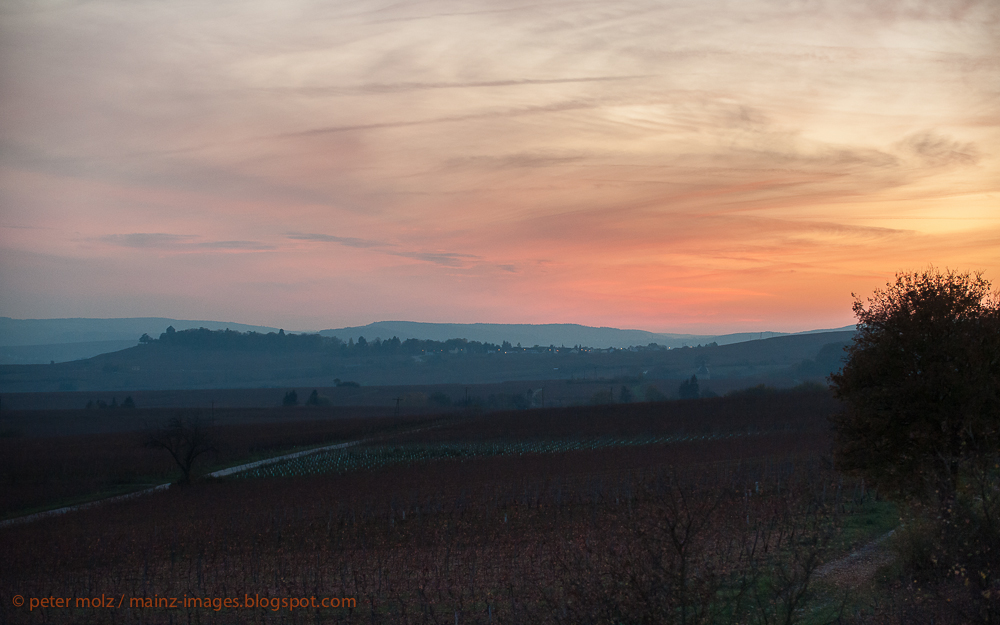 Abendstimmung im Rheingau