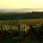 Abendstimmung im Rheingau