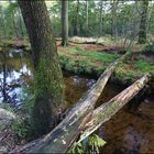 Abendstimmung im Rotbachtal