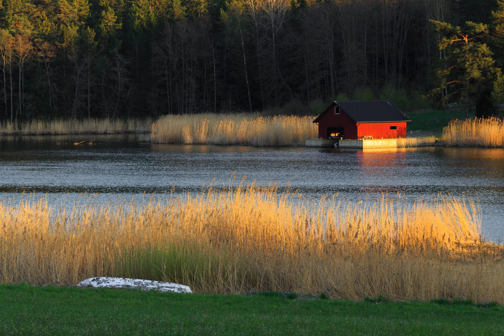 Abendstimmung im Schilf