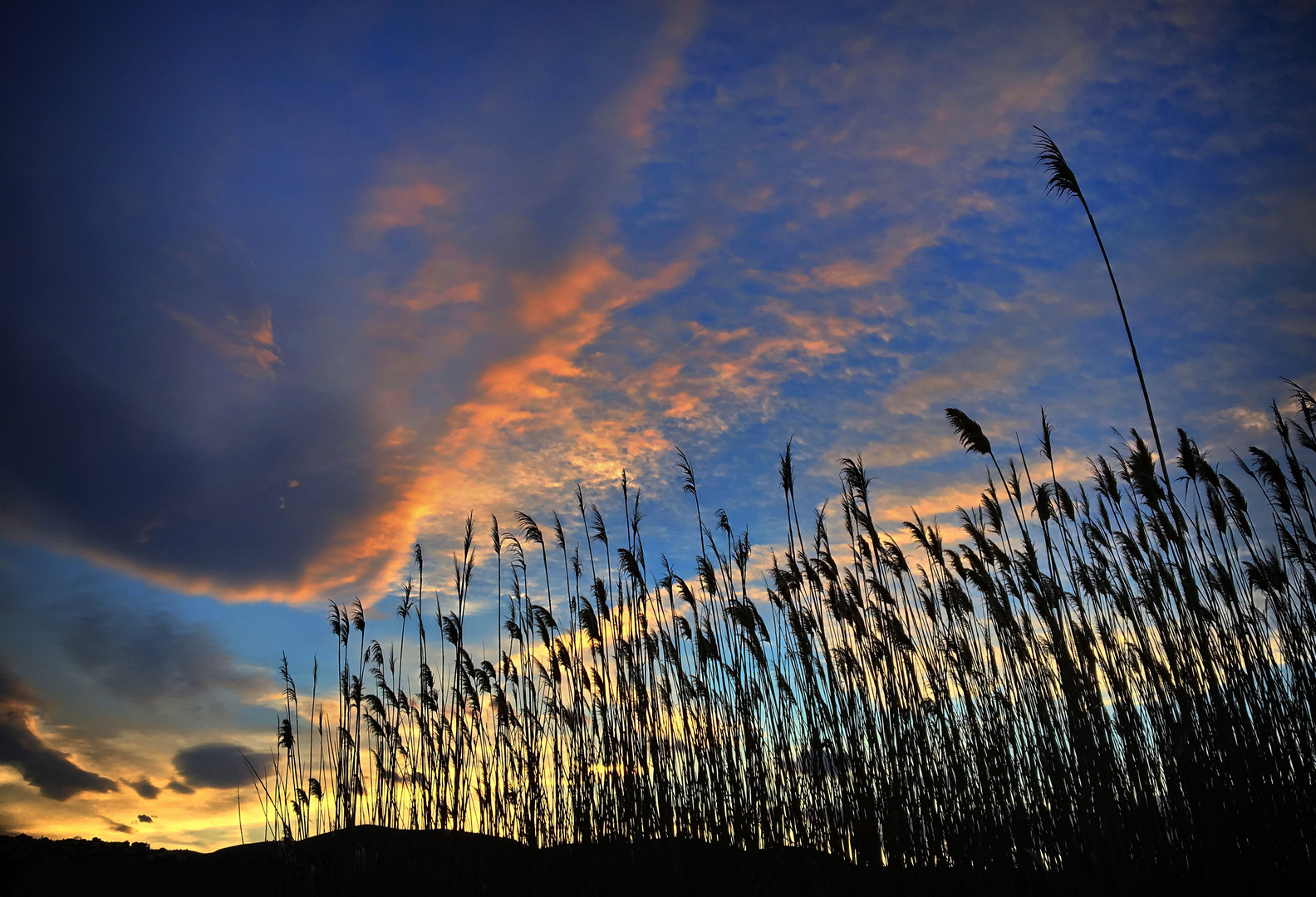 Abendstimmung im Schilf