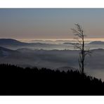 Abendstimmung im Schwarzwald #1