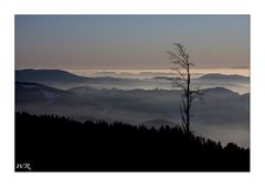 Abendstimmung im Schwarzwald #1