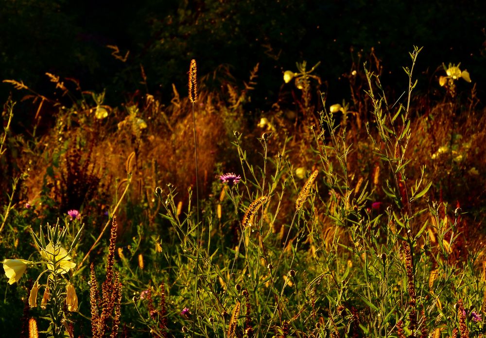 Abendstimmung im September