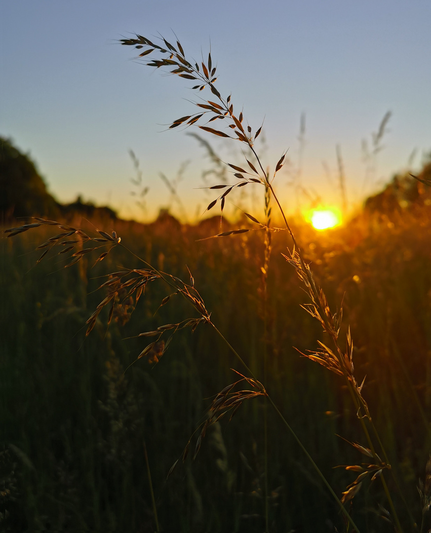 Abendstimmung im Stadtpark