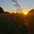 Abendstimmung im Stadtpark