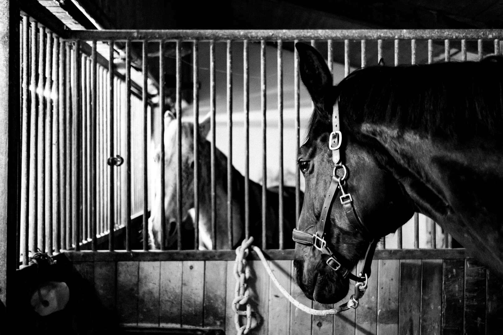 - Abendstimmung im Stall -