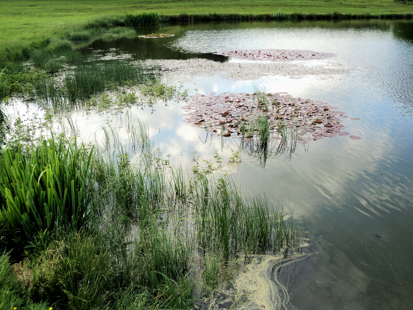 Abendstimmung "Im" Teich