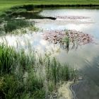 Abendstimmung "Im" Teich