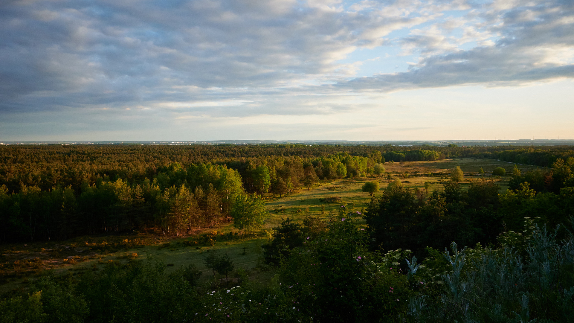 Abendstimmung im Tennenloher Forst