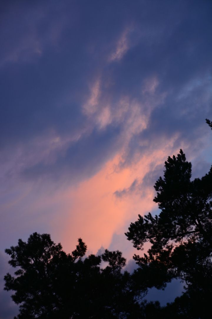 Abendstimmung im Tister Moor