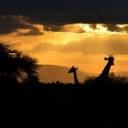 Abendstimmung im Tsavo NP