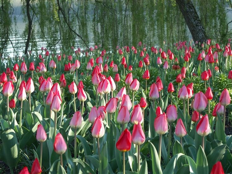 Abendstimmung im Tulpenbeet