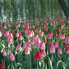 Abendstimmung im Tulpenbeet