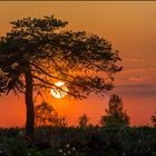 Abendstimmung im Venn