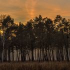 Abendstimmung im Wald