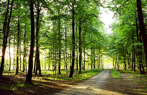 Abendstimmung im Wald
