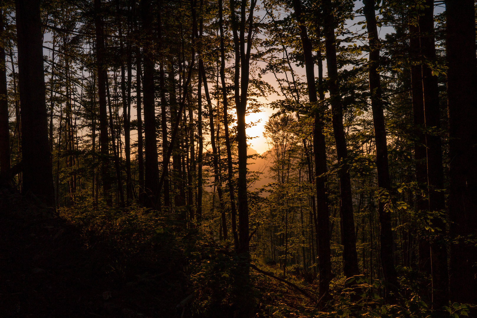 Abendstimmung im Wald