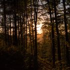 Abendstimmung im Wald