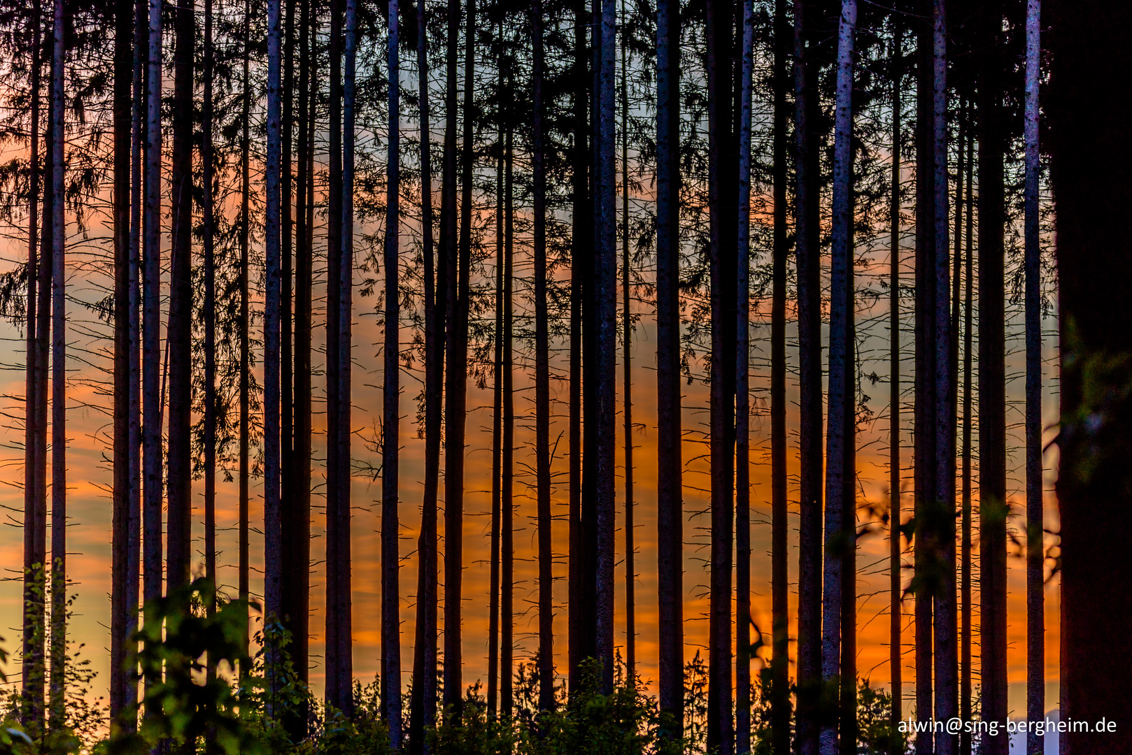 Abendstimmung im Wald