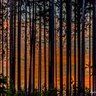 Abendstimmung im Wald