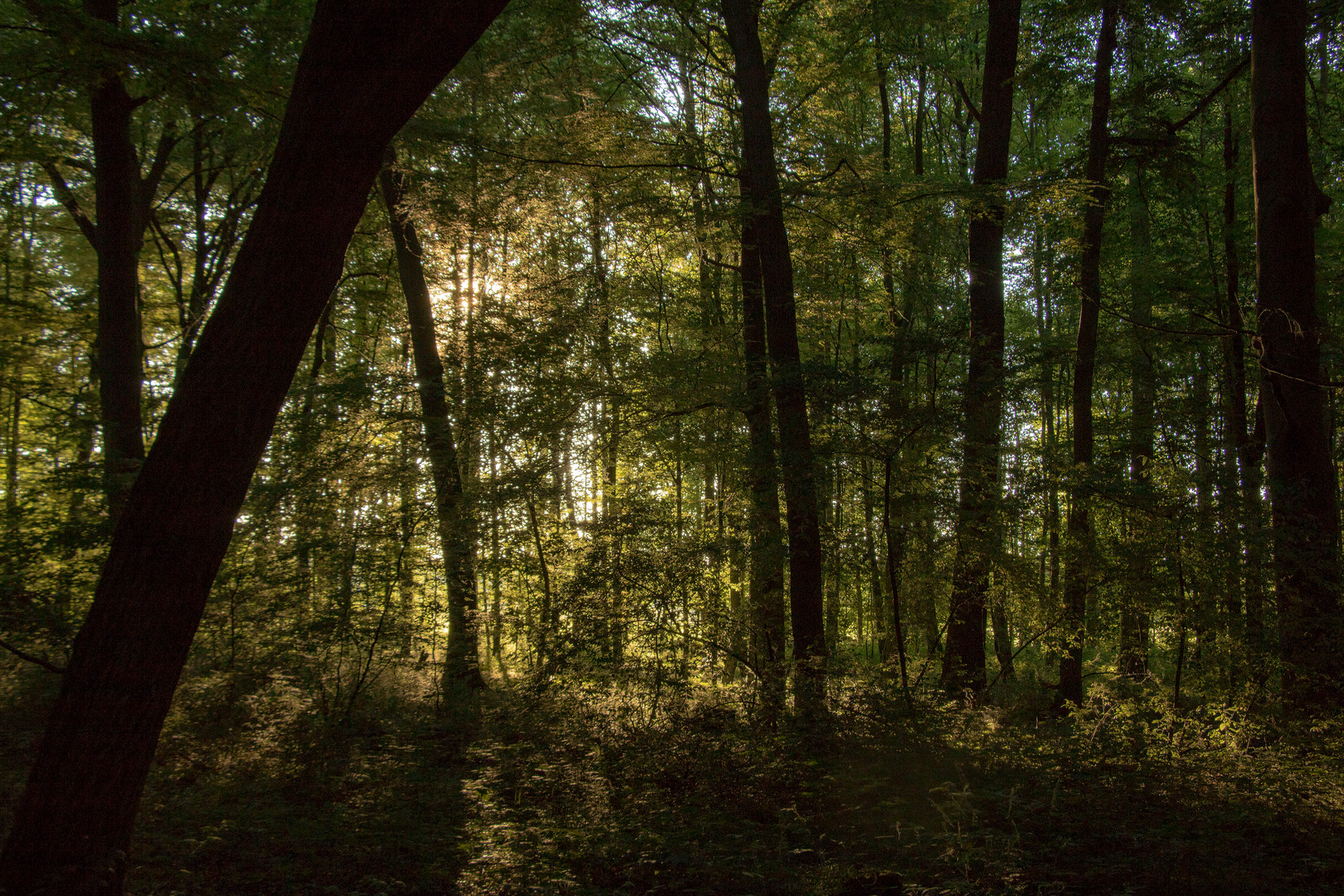 Abendstimmung im Wald