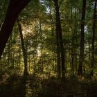 Abendstimmung im Wald