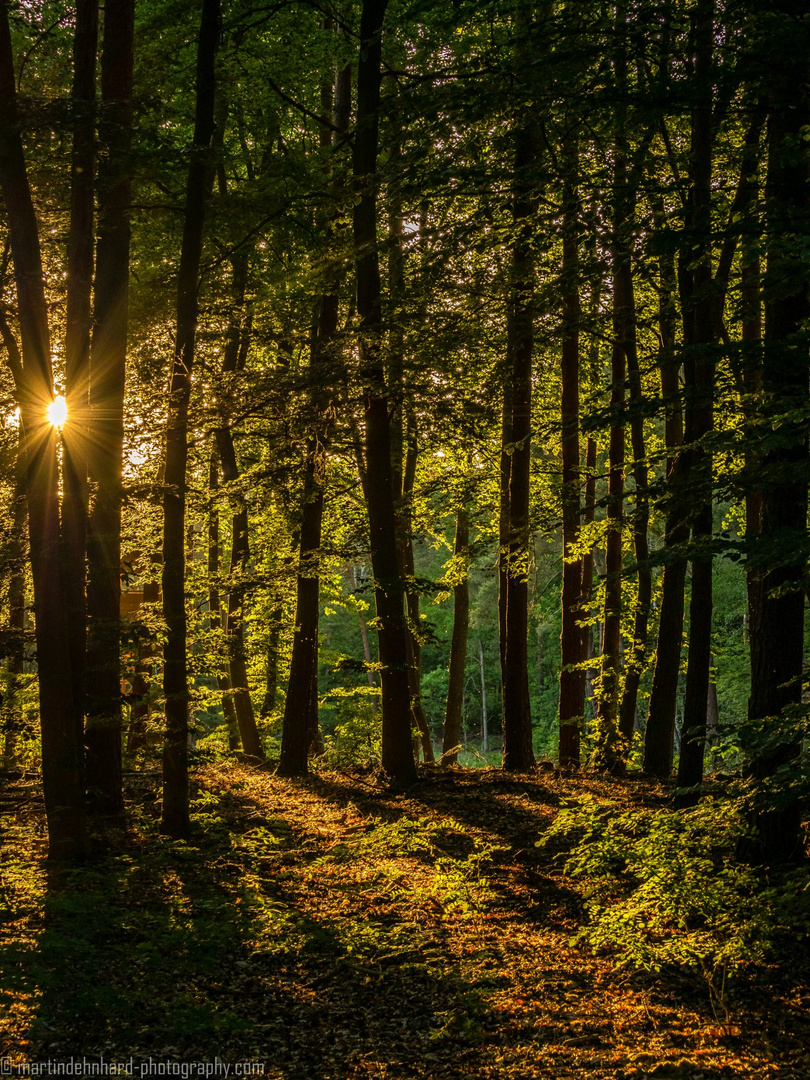 Abendstimmung im Wald