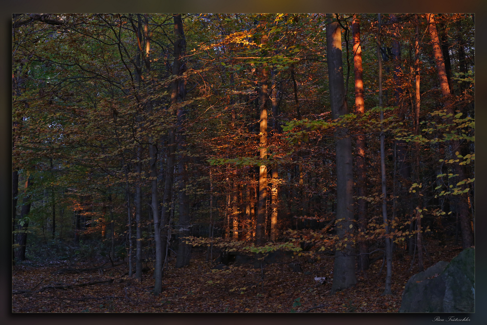 Abendstimmung im Wald