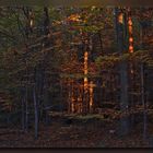 Abendstimmung im Wald