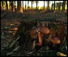 Abendstimmung im Wald