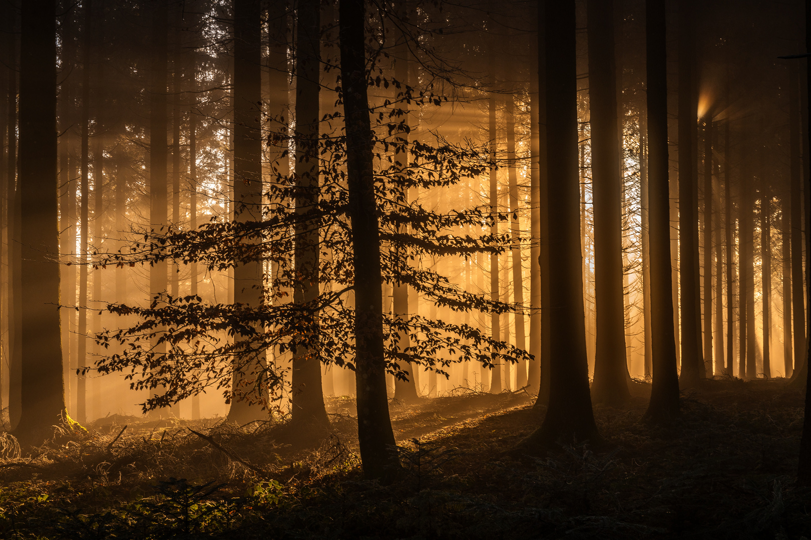 Abendstimmung im Wald