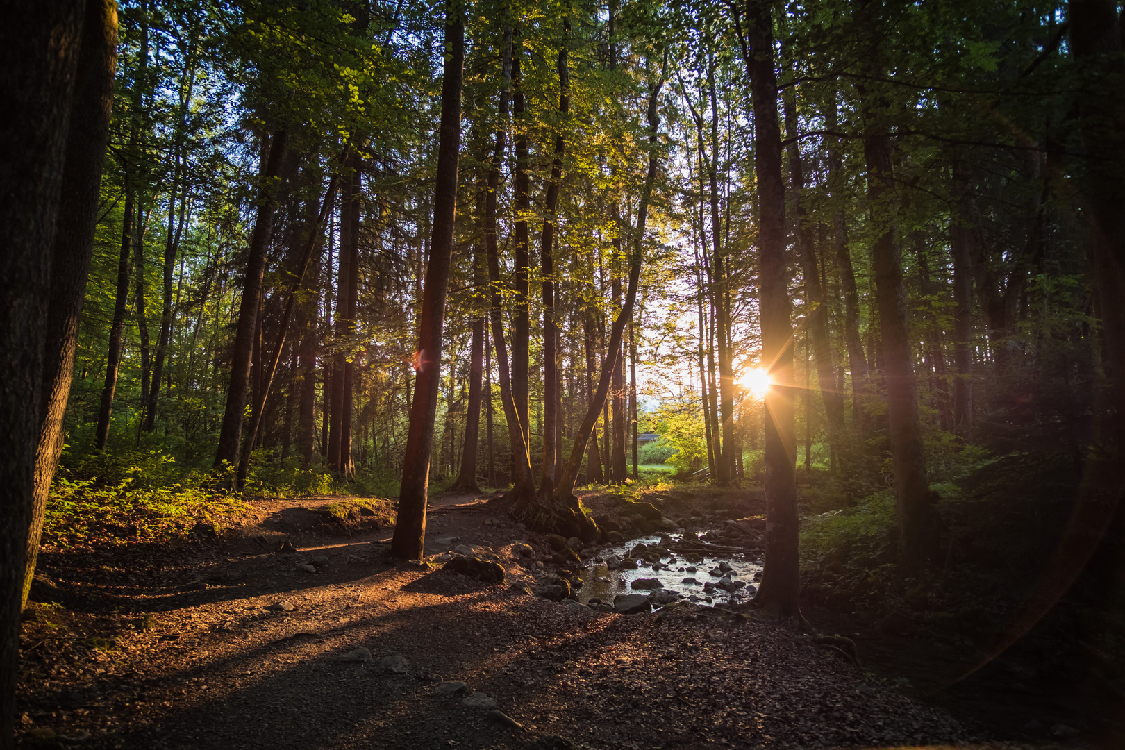 Abendstimmung im Wald