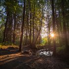 Abendstimmung im Wald