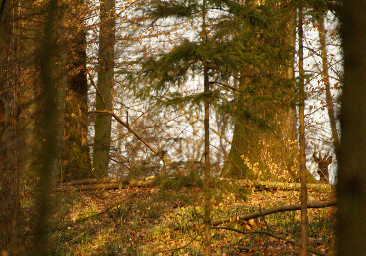 Abendstimmung im Wald mit Rehbock