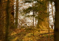 Abendstimmung im Wald mit Rehbock