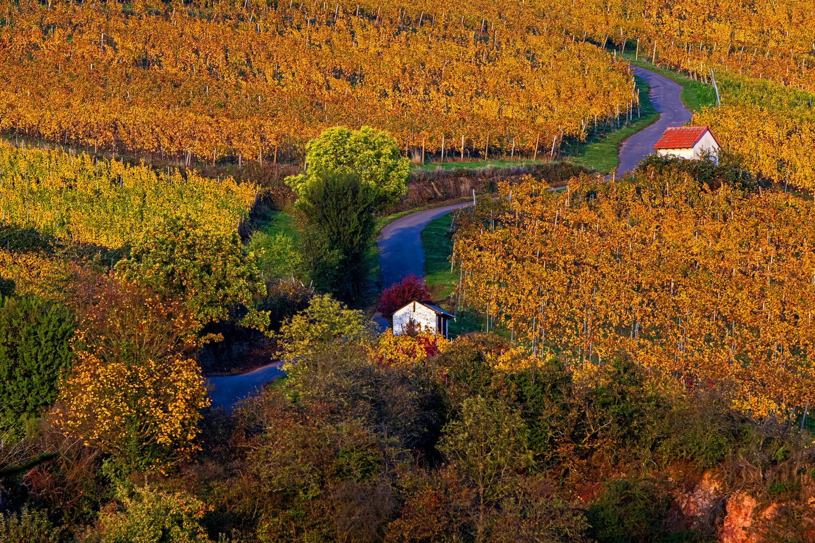 Abendstimmung im Weinberg