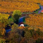 Abendstimmung im Weinberg